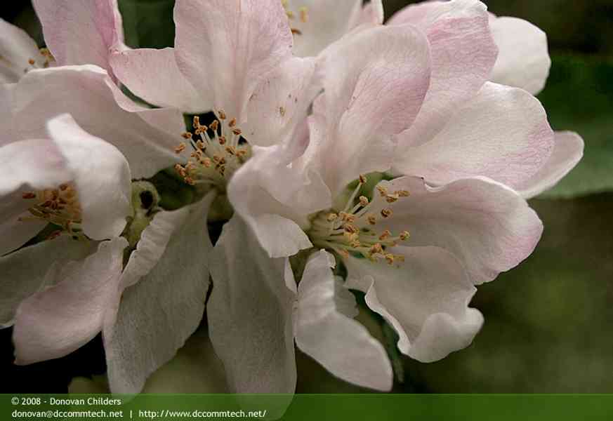 Apple Blossom Flowers Closeup