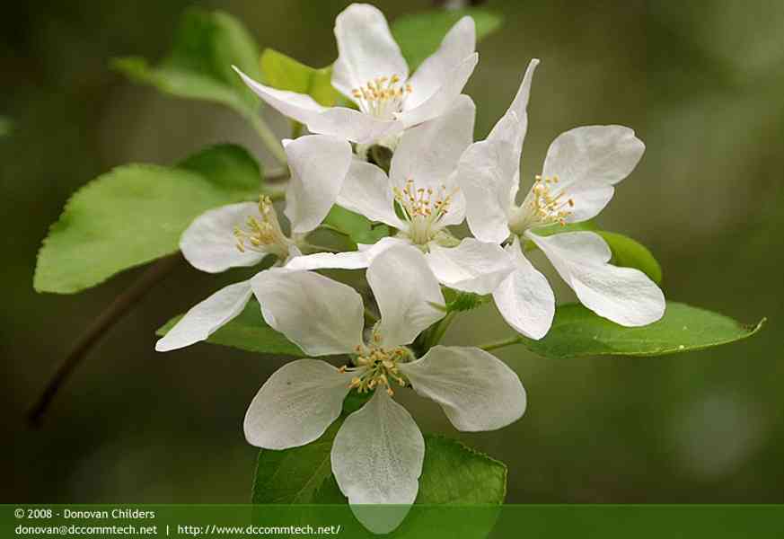 Apple Blossom Flowers