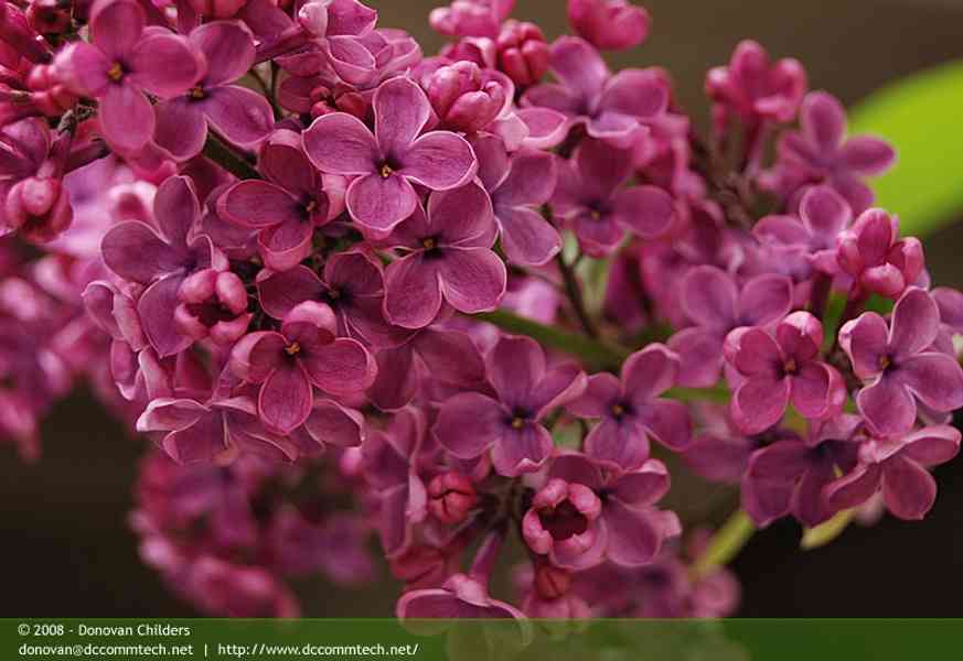 Closeup of Purple Lilac Flowers