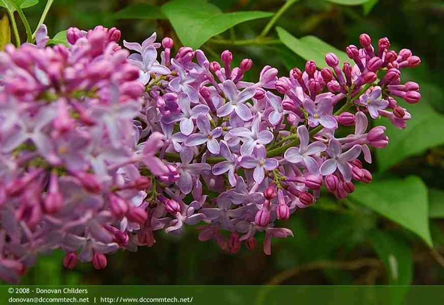 Lighter Lilac Flowers