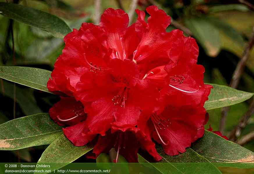 Red-flowered Rhododendron
