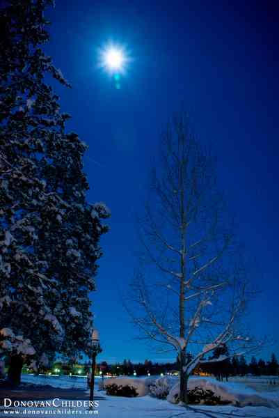 Snowy Tree under the moon
