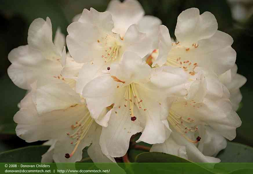 White-flowered Rhododendron