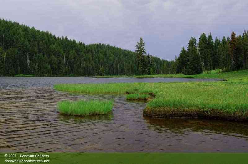 Swampy area with patches of green grass