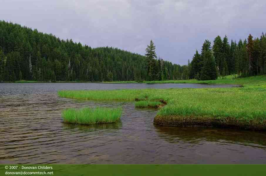 Swampy area with patches of green grass