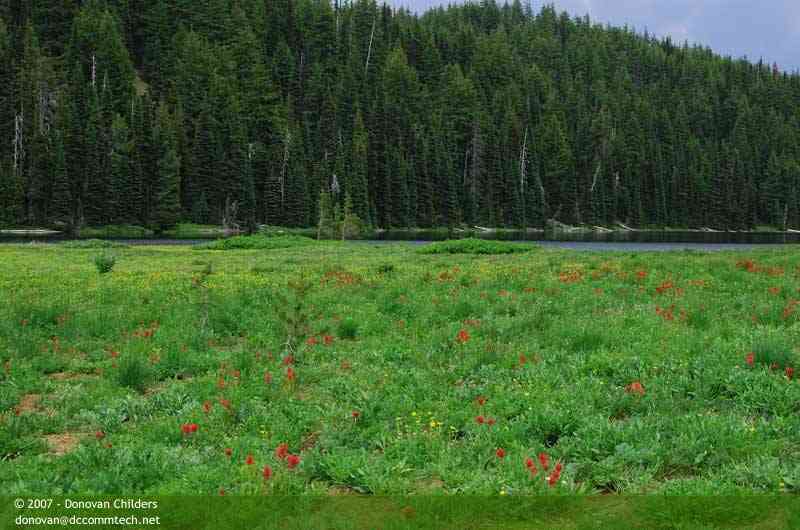 Beautiful wildflower patch