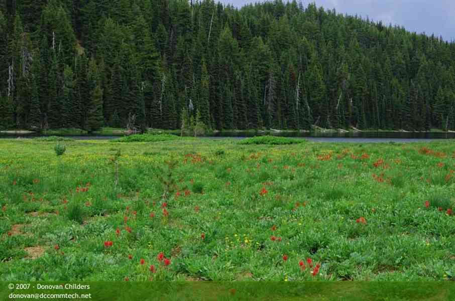 Beautiful wildflower patch