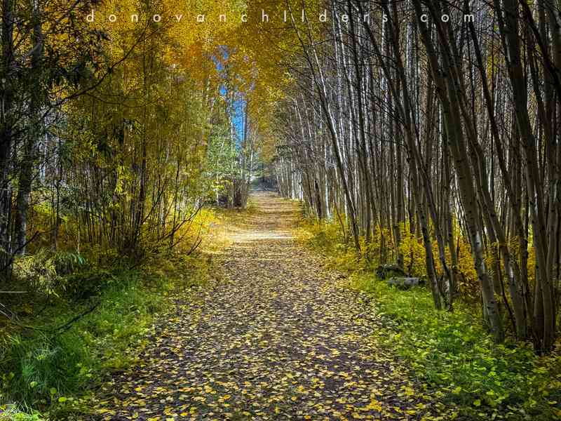 Walking through aspen grove at Tumalo Falls, Oregon