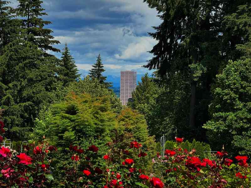 Portland's Big Pink from the Rose Garden