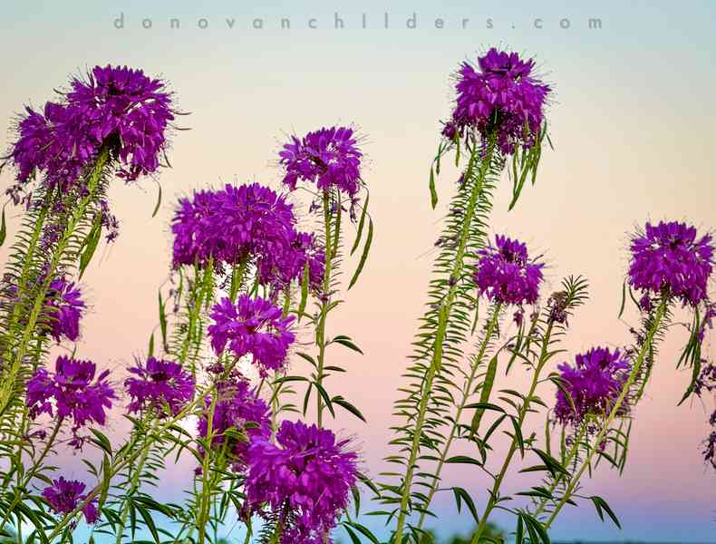 Desert Wildflowers in front of the Belt of Venus