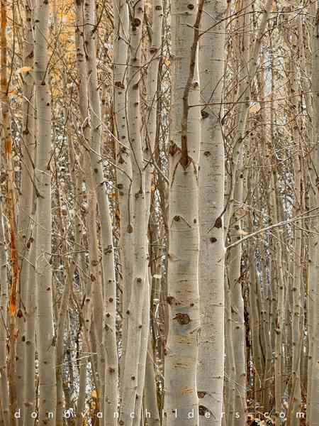 Aspen Trees in the Fall