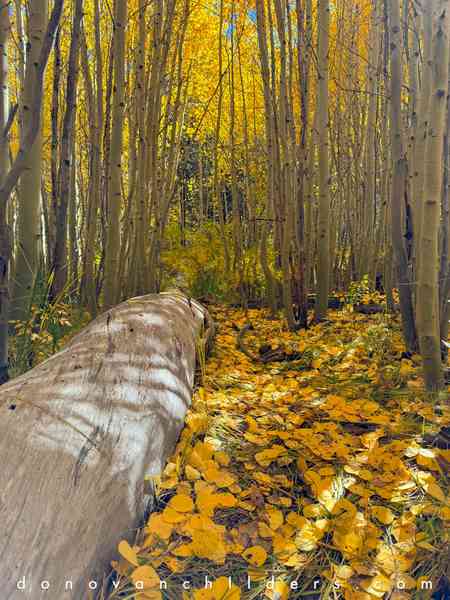 Fallen tree inside the aspen grove