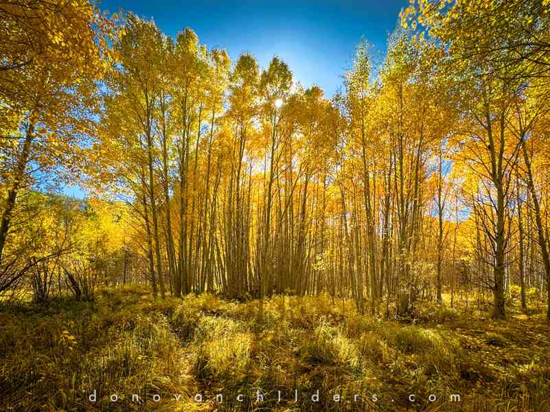Peak fall colors of quaking aspen