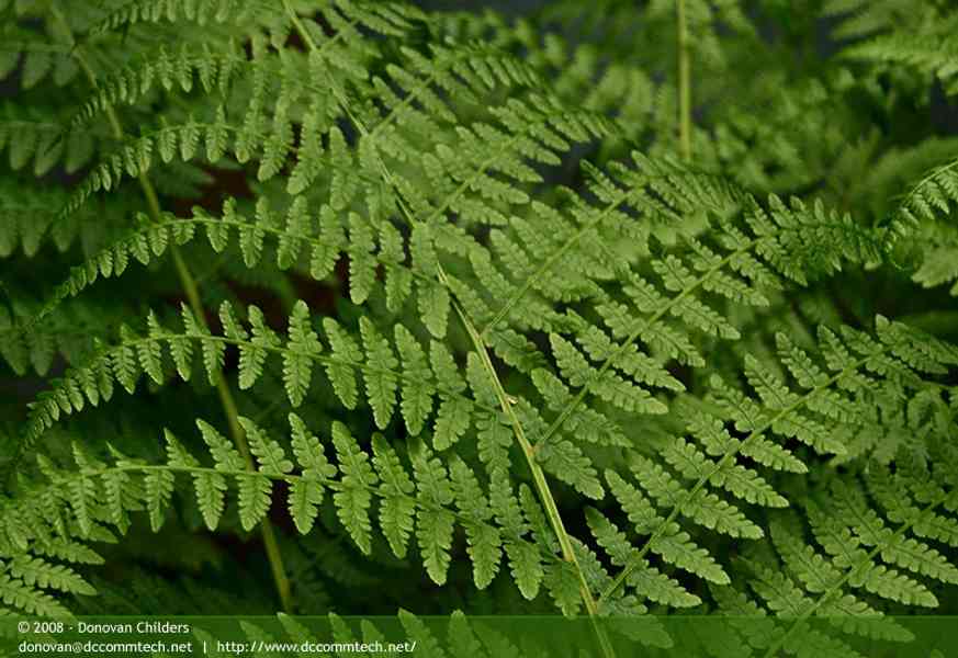 Green Fern