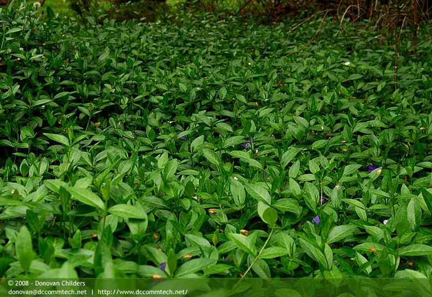 Green Ivy with Purple Flowers