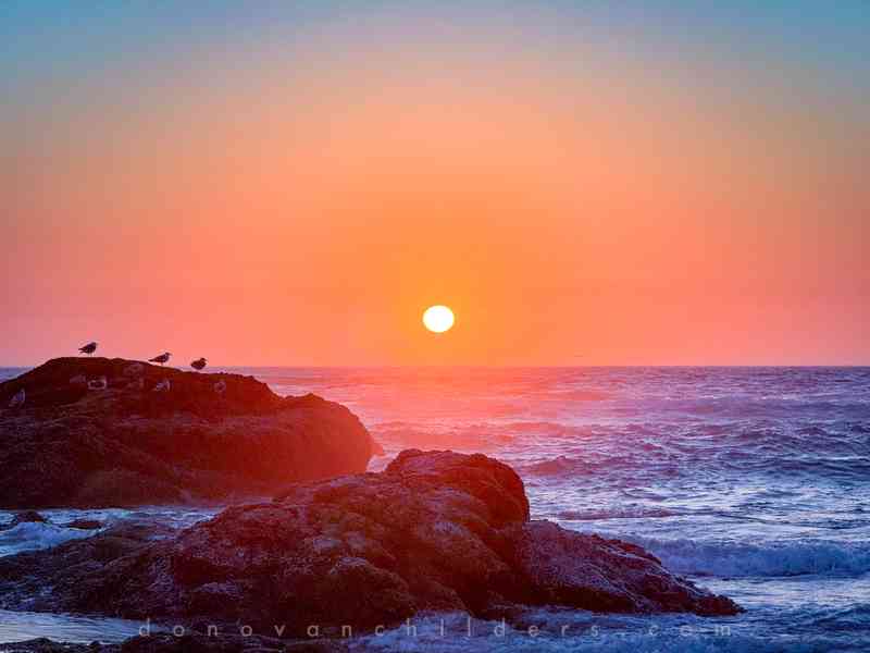 Birds on the rocks by the Ocean