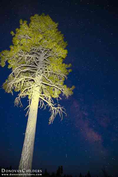 Milky Way with a Light-painted tree