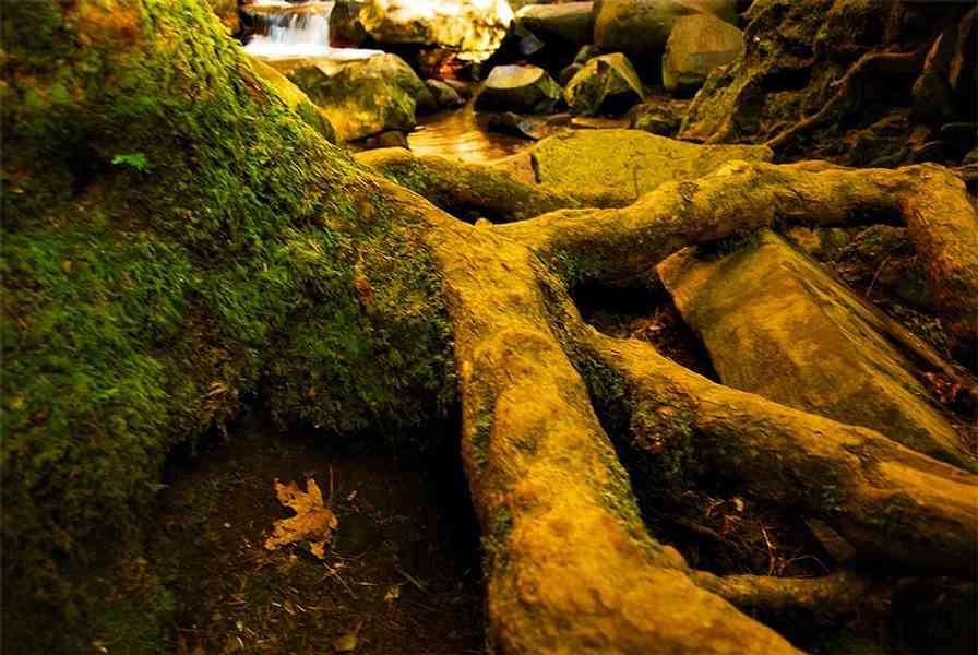 Huge roots on the upper back side of the falls