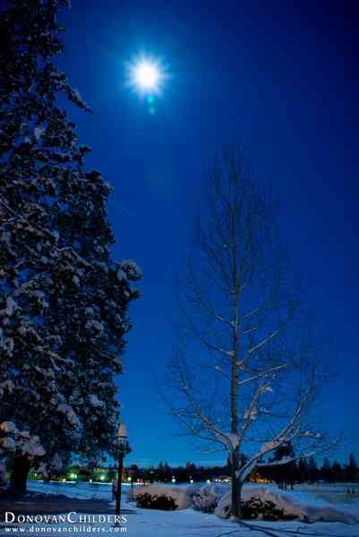 Snowy Tree under the moon