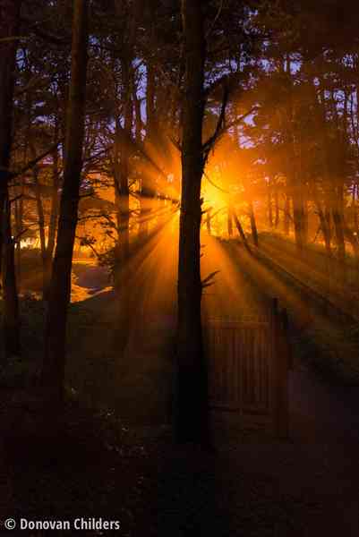 Through The Trees