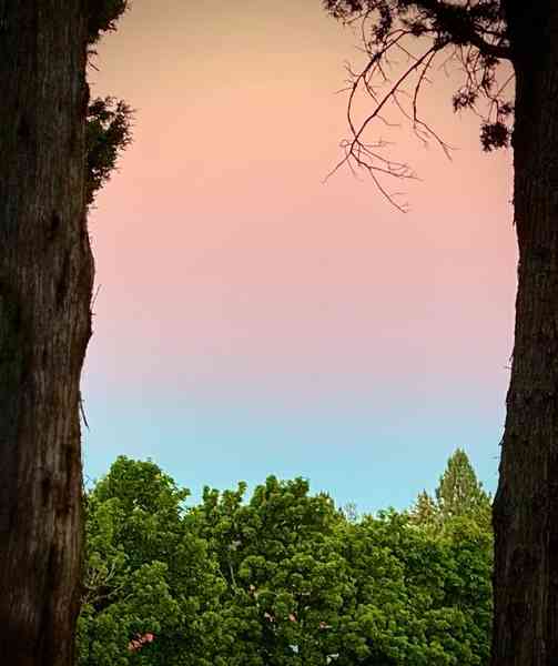 Belt of Venus through the trees