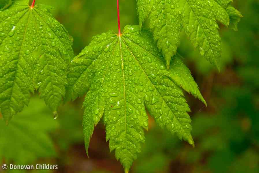 Water drops on leaves